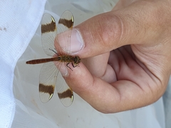 Sympetrum pedemontanum