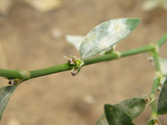 Erysiphaceae