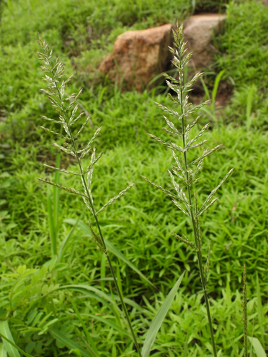 Arundinella