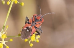 Spilostethus pandurus