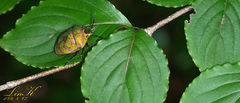 Poecilocoris lewisi