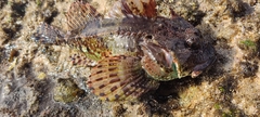Taurulus bubalis