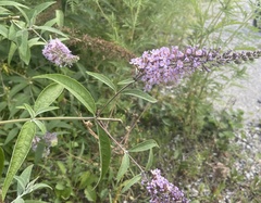 Buddleja