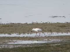 Chroicocephalus novaehollandiae