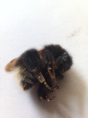 Bombus hypnorum