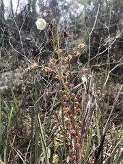 Drosera planchonii