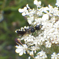 Ectemnius