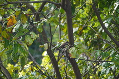 Rhipidura javanica