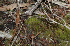 Campylopus introflexus