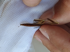 Sympetrum pedemontanum