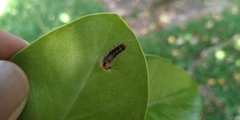 Lymantriinae