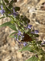 Trichostema lanceolatum