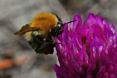 Bombus pascuorum