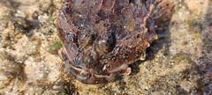 Taurulus bubalis
