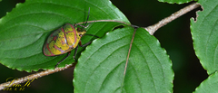 Poecilocoris lewisi