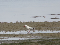 Chroicocephalus novaehollandiae