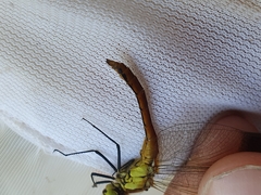 Sympetrum pedemontanum