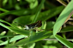 Gomphocerippus rufus