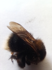 Bombus hypnorum