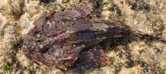 Taurulus bubalis