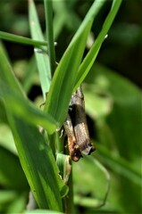 Gomphocerippus rufus