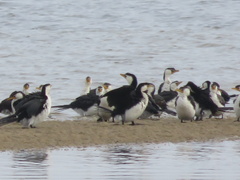 Microcarbo melanoleucos