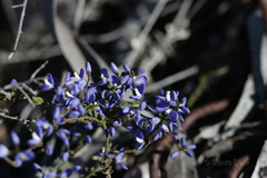 Comesperma volubile