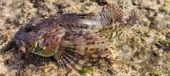 Taurulus bubalis