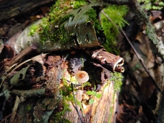 Psilocybe caerulipes