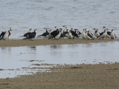 Microcarbo melanoleucos