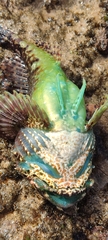 Taurulus bubalis