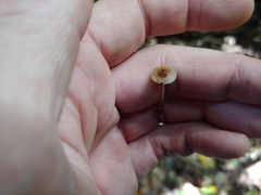 Psilocybe caerulipes