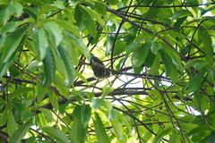 Rhipidura javanica