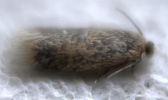 Stigmella saginella