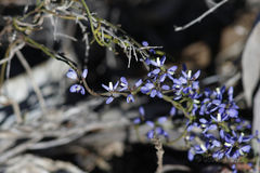 Comesperma volubile
