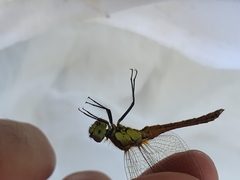 Sympetrum pedemontanum