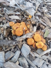 Armillaria luteobubalina