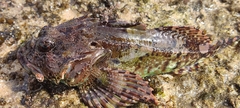 Taurulus bubalis