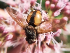 Tachina fera