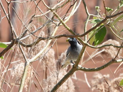 Coracina novaehollandiae