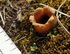 Peziza austrogeaster