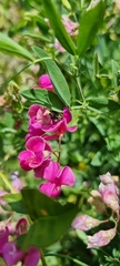 Lathyrus tuberosus