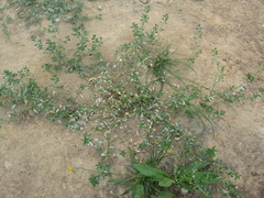 Erysiphaceae
