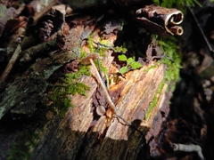Psilocybe caerulipes