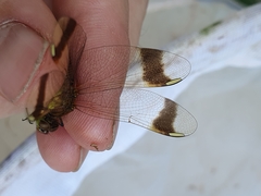 Sympetrum pedemontanum