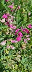Lathyrus tuberosus
