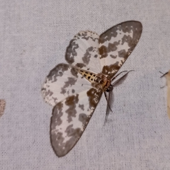 Hypomecis fasciata