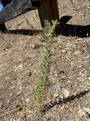 Trichostema lanceolatum