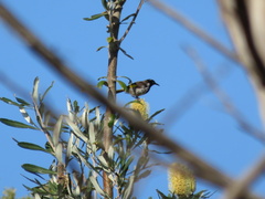 Phylidonyris novaehollandiae