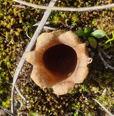 Peziza austrogeaster